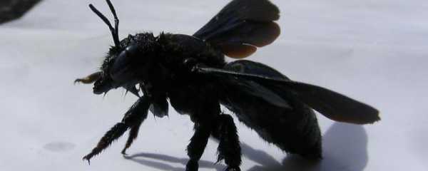 黑蜂为什么那么有毒 黑蜂为什么喜欢专孔