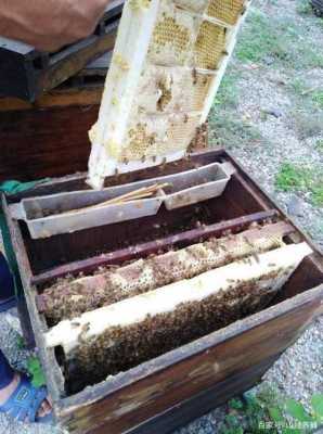 养糖蜂的方法-怎么养糖蜂