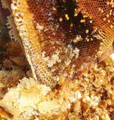 关于养蜂有胡蜂干扰怎么办的信息