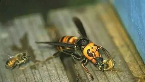 关于养蜂有胡蜂干扰怎么办的信息
