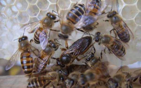  中蜂弱群分蜂怎么办「中蜂弱群分蜂怎么办啊」