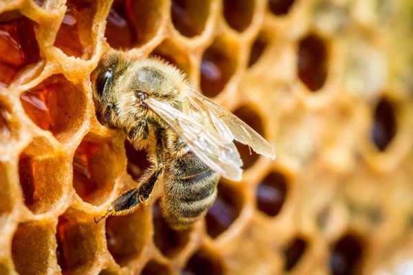 蜜蜂为什么住在蜂巢（蜜蜂住在蜂巢里集体去采蜜）