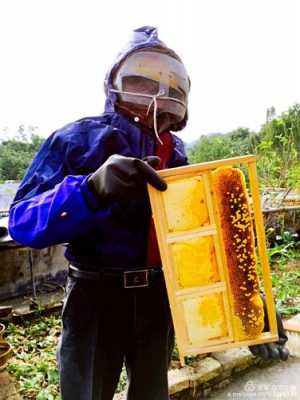 怎样把野蜂巢移到新蜂箱-野蜂巢怎么往蜂箱里放