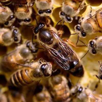  蜜蜂和蜂蜜都有什么功能呀「蜜蜂和蜂蜜都有什么功能呀视频」
