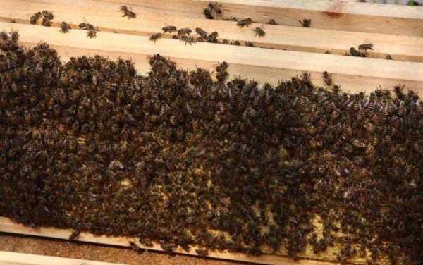 中蜂什么蜂种产蜜量高 什么地与中蜂好