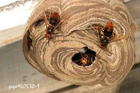 野生蜂巢为什么没蜜蜂