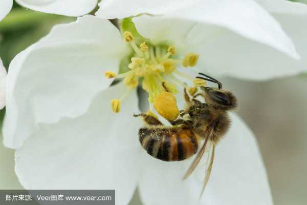 蜜蜂怎么帮助花朵生长过程的