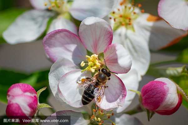 蜜蜂怎么帮助花朵生长过程的