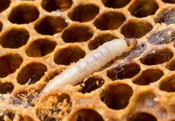 蜜蜂巢虫怎么治理 蜜蜂巢虫是怎么回事