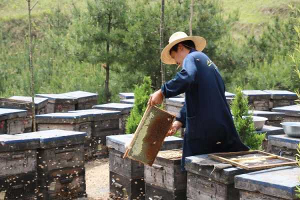 中国养蜂业的前景 中国的养蜂业怎么样