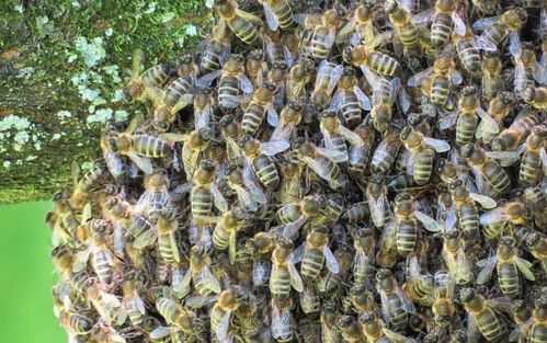 蜂王一般在蜂群哪里