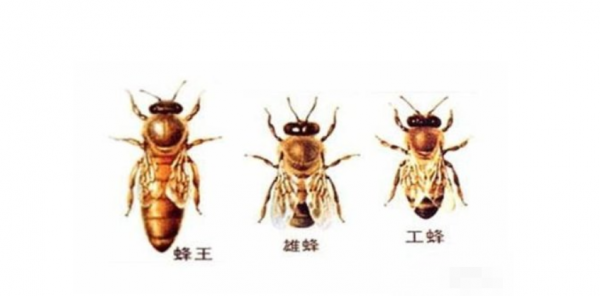 蜂群为什么跟蜂王_蜂王为什么能领导蜂群