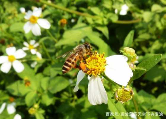 什么样的蜜蜂能产蜂蜜_什么样的蜜蜂会采蜜