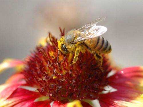 什么样的蜜蜂能产蜂蜜_什么样的蜜蜂会采蜜