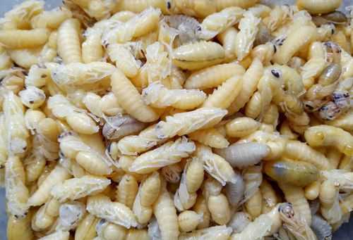 蜂蛹幼虫怎么吸收营养_蜂蛹要多长时间成幼虫长