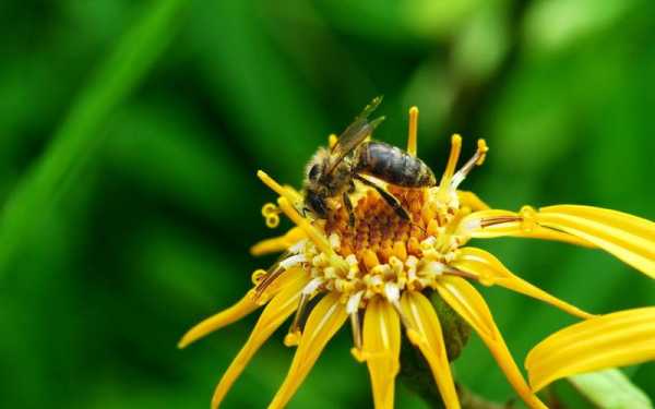 蜂蜜采花粉用来干什么