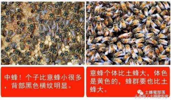 土蜂与意蜂怎么辨认（土蜂与意大利蜂）