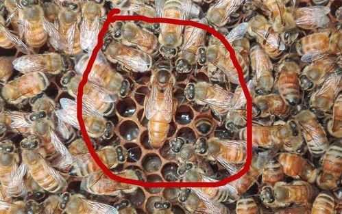  意蜂幼蜂是什么颜色「意蜂长啥样」