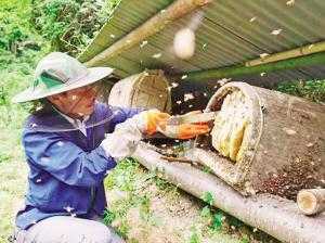 野生蜂蜜怎么采摘 野生蜜蜂个人怎么取蜂蜜