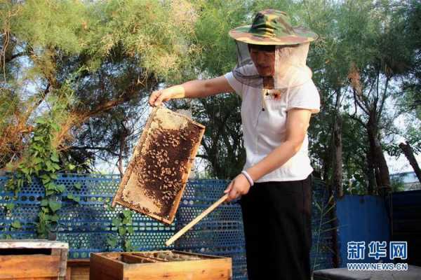 野生蜂蜜怎么采摘 野生蜜蜂个人怎么取蜂蜜