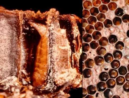 蜜蜂幼虫腐烂是什么症状,蜜蜂幼虫腐烂是什么症状表现 