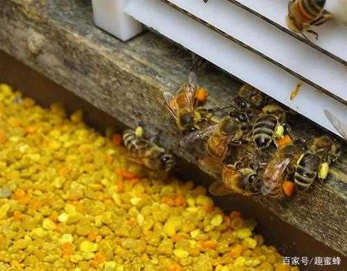 蜜蜂分蜂是怎么交流