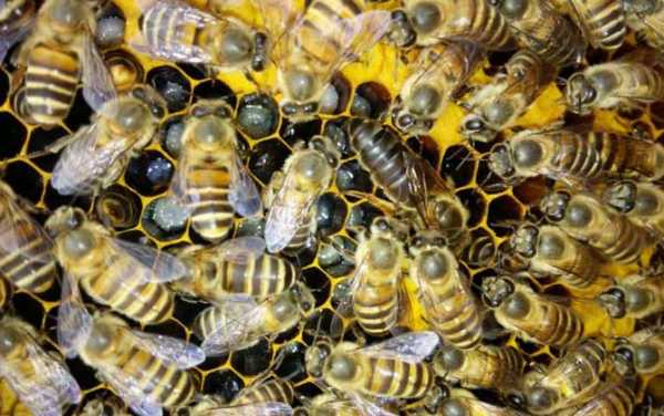 蜜蜂发展慢是什么原因?