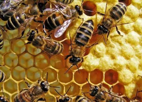 蜜蜂发展慢是什么原因?