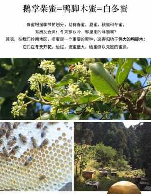 鸭掌木蜜怎么_鸭掌木蜂蜜功效与作用