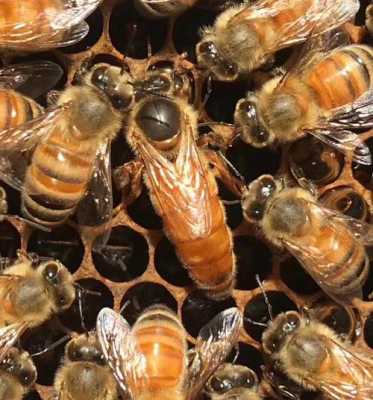 最好的意蜂王是哪种-意蜂蜜蜂王什么品种好