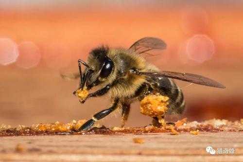 小蜜蜂怎么怎么传花粉（小蜜蜂如何采花粉）