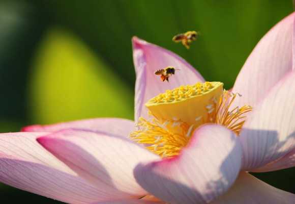 蜜蜂采花对花有什么好处-蜜蜂采什么花伤蜂