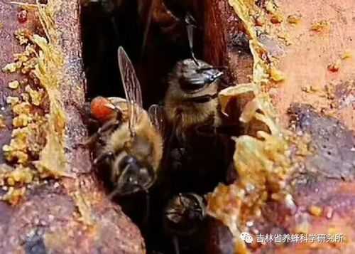 蜜蜂吃巢怎么了,蜜蜂吃蜂巢是什么原因 