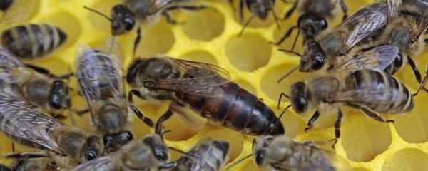 蜂王除了吃蜂蜜还可以吃什么? 蜂王除了蜂蜜还喜欢吃什么