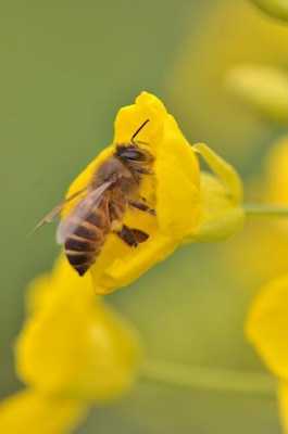 油菜花上蜜蜂怎么诱捕,油菜花上小蜜蜂采蜜图片 