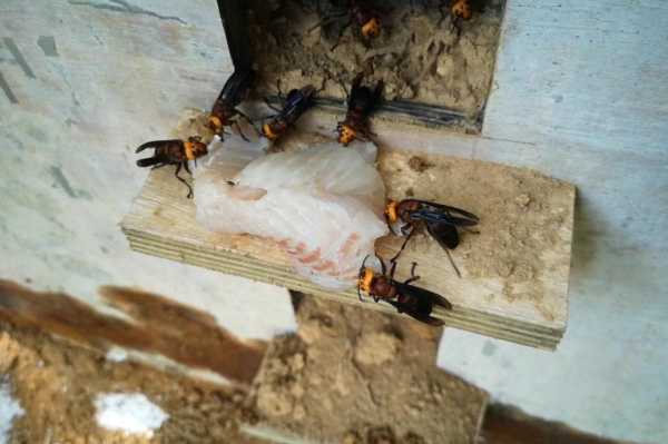 关于老胡蜂怎么吃的信息