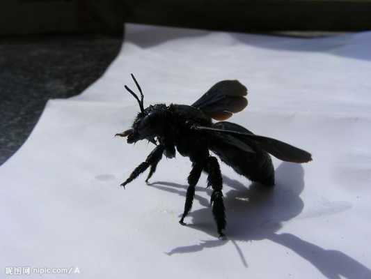  小黑色蜂是什么蜂「黑色蜂是什么蜂有毒吗闽南」