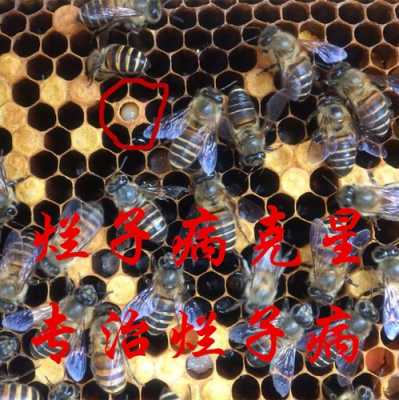 蜜蜂蜂蛹病用什么药,蜜蜂蛹病图片 