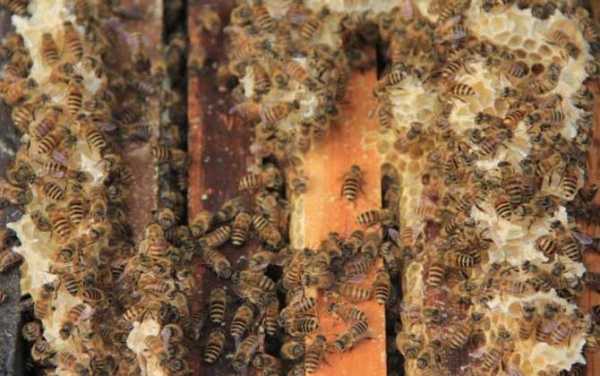 中蜂怎么保持强群,怎样让中蜂成强群 