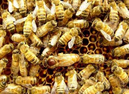 蜜蜂产的都有什么东西呢