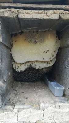 土蜂怎么养会做巢（土蜂是怎么做蜂巢的）