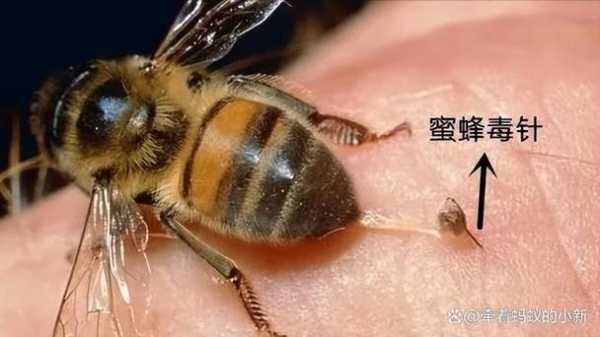  蜜蜂有功效和作用是什么「蜜蜂攻效与作用」