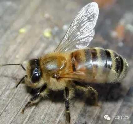  蜜蜂有功效和作用是什么「蜜蜂攻效与作用」