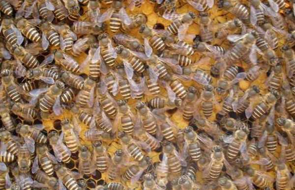 蜜蜂一般什么季节分家