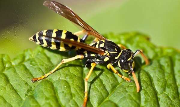 黄蜂的毒有什么功效_黄蜂毒有药用价值吗?