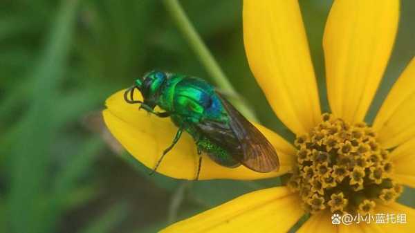 绿色蜜蜂是什么品种图片 绿色蜜蜂是什么品种