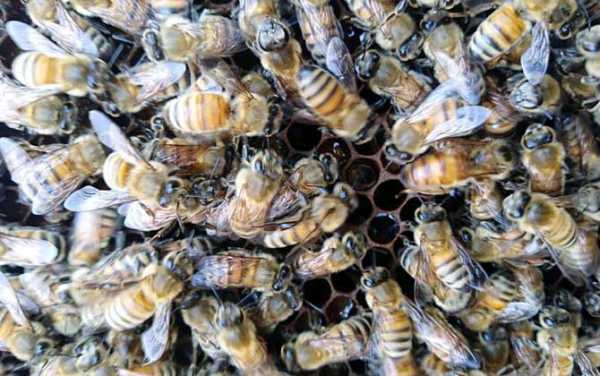 什么蜂好-什么蜂业