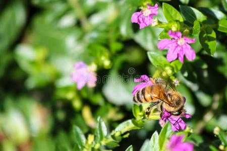  蜜蜂吃什么采花粉质量最好「蜜蜂吃什么花的花蜜」