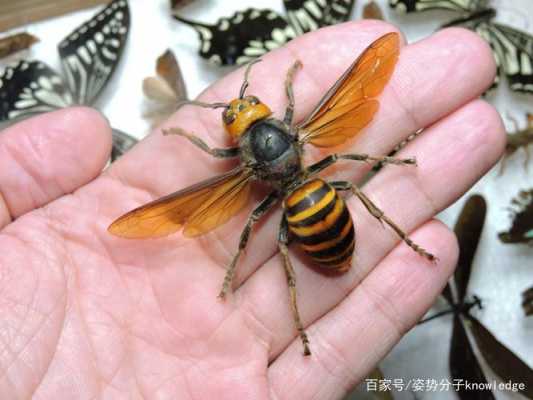蜜蜂和虎头蜂有什么关系（虎头蜂是蜜蜂的天敌吗）