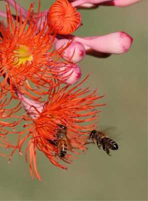 桉树开花为什么蜜蜂采不到 桉树开花为什么蜜蜂采